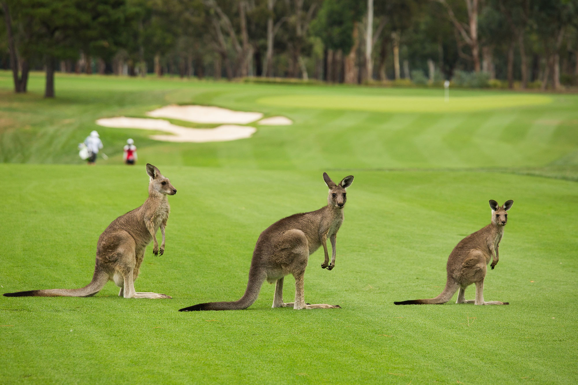 Making your golf course more attractive to bees The Golf Business