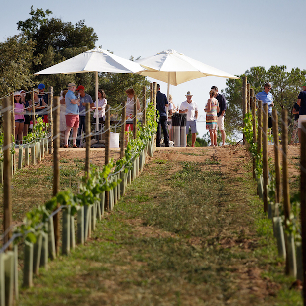 Another golf club opens up a vineyard