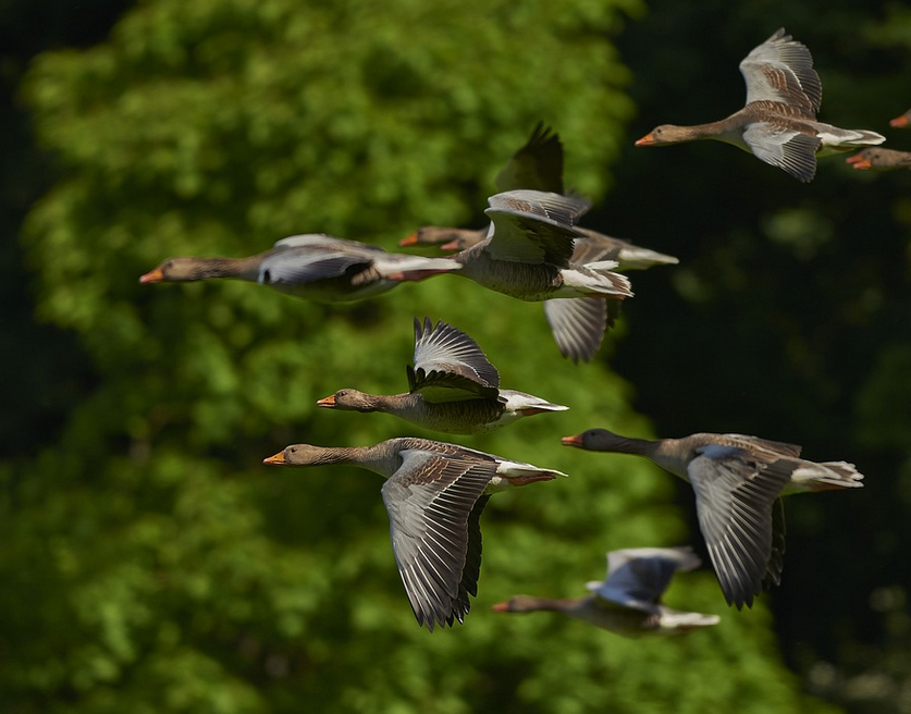 Golf club at centre of storm over birds being shot