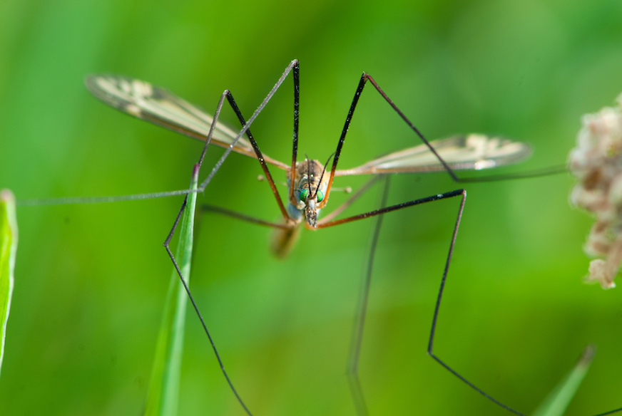 Pesticide ban has resulted in ‘golf courses churned up by crane fly larvae’