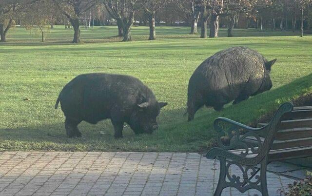 Wild pigs injure golfers, forcing club to temporarily close