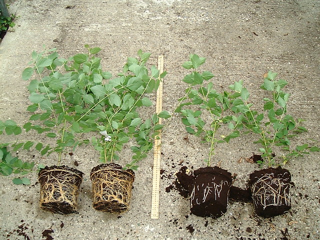 Mycorrhizal fungi enhances sustainability on golf courses