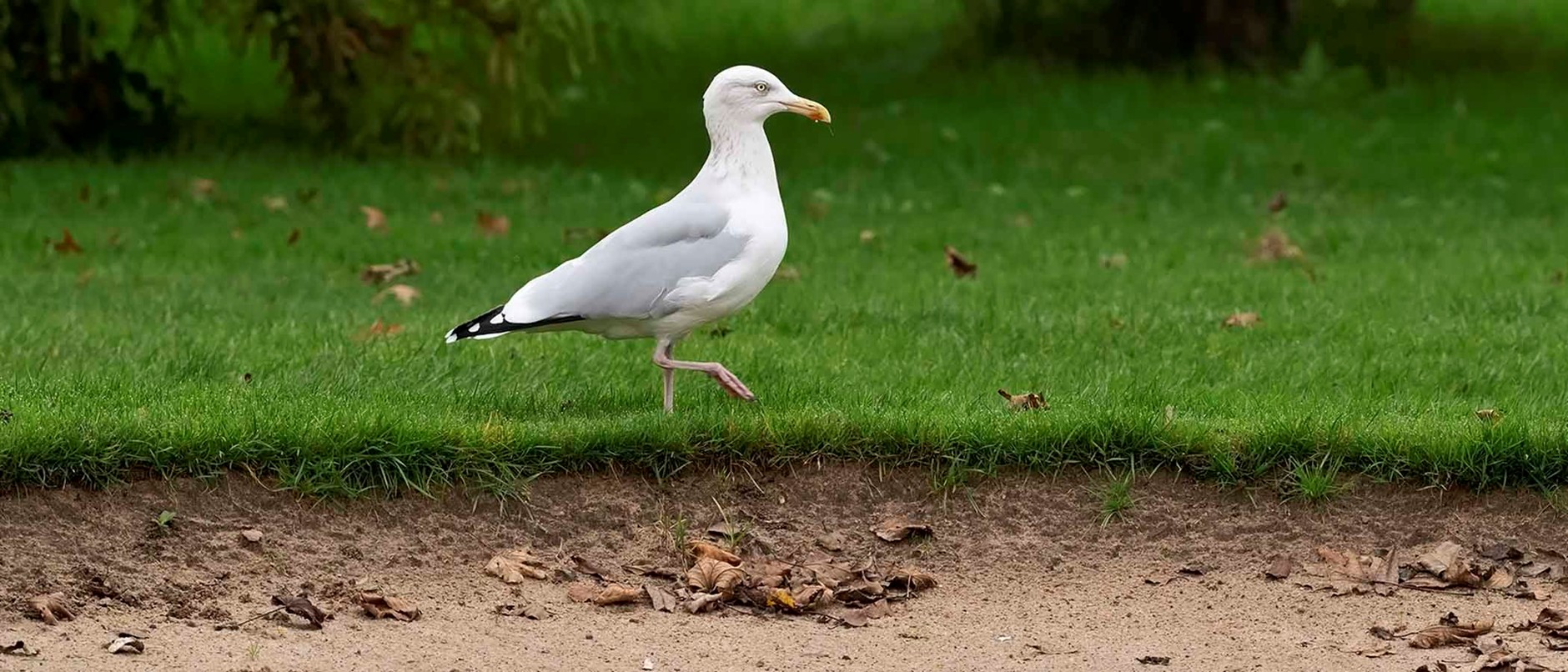 Tales and images of a wildlife photographer at a golf club